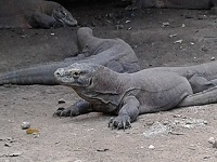 5Day Komodo-Flores tour